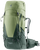 Grove Ivy